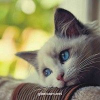User Liễu